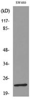 FGF-9 Polyclonal Antibody