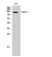 FGFR-3 Polyclonal Antibody