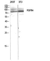 FGFR-4 Polyclonal Antibody