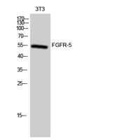 FGFR-5 Polyclonal Antibody