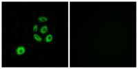 Fibulin-2 Polyclonal Antibody