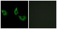 Fibulin-4 Polyclonal Antibody