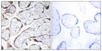 Fibulin-4 Polyclonal Antibody