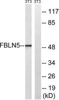 Fibulin-5 Polyclonal Antibody