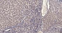 FILA Polyclonal Antibody
