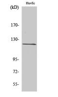 FIR Polyclonal Antibody