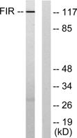 FIR Polyclonal Antibody