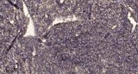 Fish Polyclonal Antibody