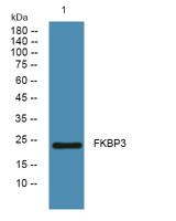 FKBP3 Polyclonal Antibody
