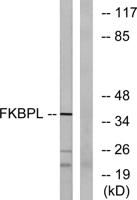FKBPL Polyclonal Antibody