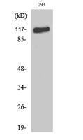FGF Receptor 1  Polyclonal Antibody