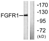 FGF Receptor 1  Polyclonal Antibody