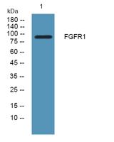 FGF Receptor 1  Polyclonal Antibody