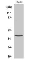 Fliz1 Polyclonal Antibody