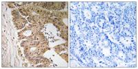 Fliz1 Polyclonal Antibody