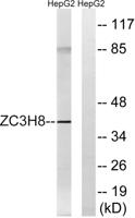 Fliz1 Polyclonal Antibody