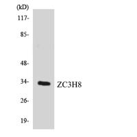 Fliz1 Polyclonal Antibody