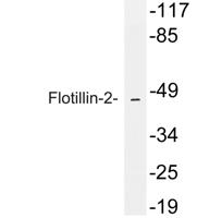 Flotillin-2 Polyclonal Antibody