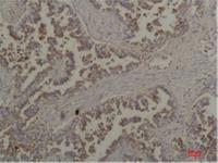 Flotillin-2 Polyclonal Antibody