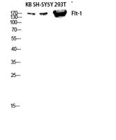 Flt-1/VEGFR1 Polyclonal Antibody