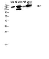 Flt-1/VEGFR1 Polyclonal Antibody