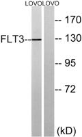 Flt3 Polyclonal Antibody