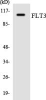 Flt3 Polyclonal Antibody