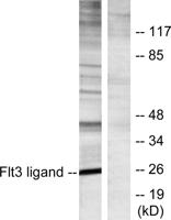 Flt3-L Polyclonal Antibody