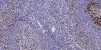 Flt3-L Polyclonal Antibody