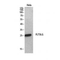 Flt3-L Polyclonal Antibody