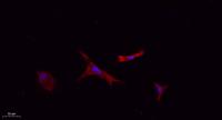 FN1 Polyclonal Antibody