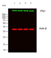 FN1 Polyclonal Antibody