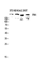 FN1 Polyclonal Antibody