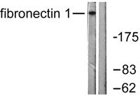 FN1 Polyclonal Antibody