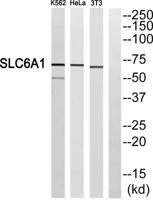 GABA T-1 Polyclonal Antibody
