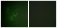 Ah Receptor Polyclonal Antibody
