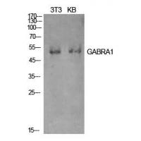 GABAA Rα1 Polyclonal Antibody