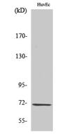 GCS-β-1 Polyclonal Antibody