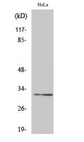 Ribosomal Protein S6 Polyclonal Antibody