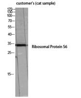 Ribosomal Protein S6 Polyclonal Antibody