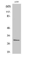Ribosomal Protein S8 Polyclonal Antibody