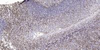 Ribosomal Protein S8 Polyclonal Antibody