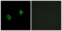 Ribosomal Protein S9 Polyclonal Antibody