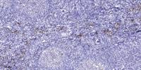 Axl Polyclonal Antibody