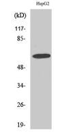 GABAA Rα4 Polyclonal Antibody
