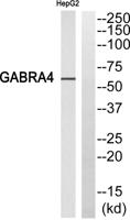 GABAA Rα4 Polyclonal Antibody