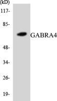 GABAA Rα4 Polyclonal Antibody