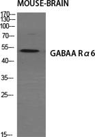 GABAA Rα6 Polyclonal Antibody