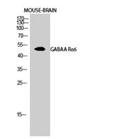GABAA Rα6 Polyclonal Antibody