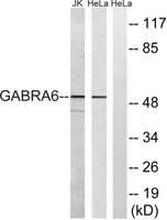 GABAA Rα6 Polyclonal Antibody